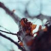 branch
