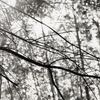 bubbly branch