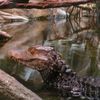 croc-o-phony