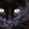 Oin glamor shot