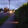 glowbush