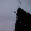 that tree listens to indie rock