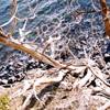 Madrona Point