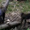 monkey butts