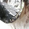 woodtunnel